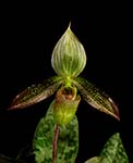 Paph. wardii